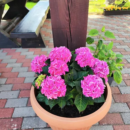 Michalek W Rowach Bed and breakfast 3*