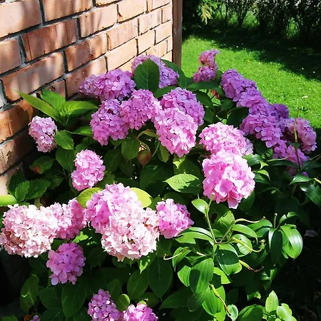 Michalek W Rowach Bed and breakfast 3*